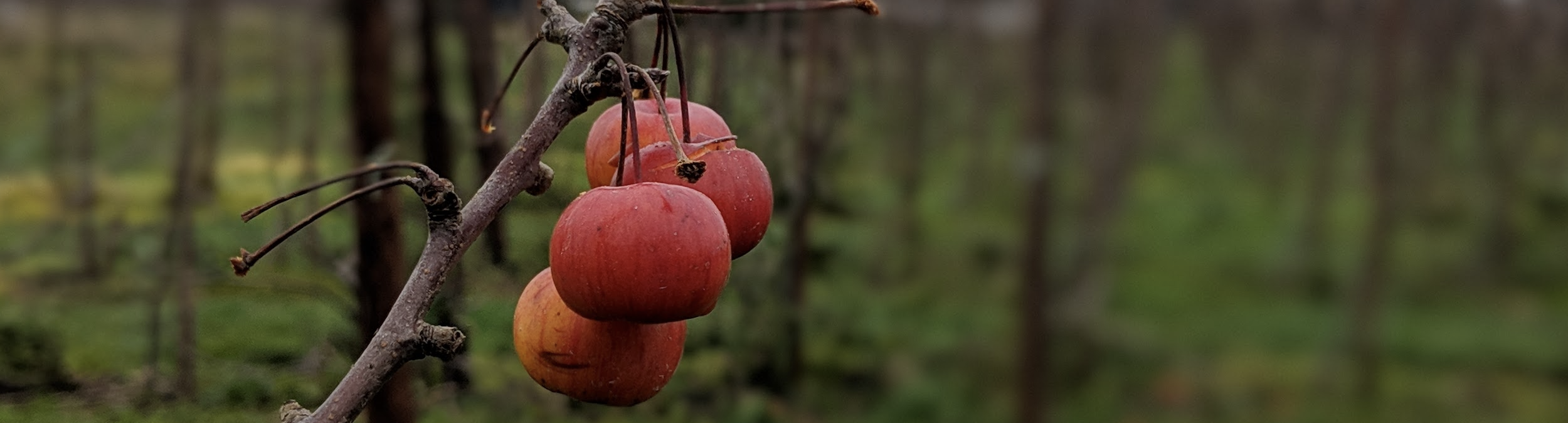 Here is some fruit 🍏